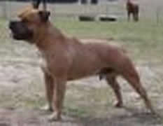 Reigning Bulls Under The Raider (IMP USA)